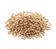 whole wheat