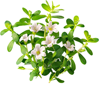 Brahmi