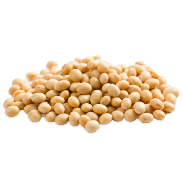 Soybean