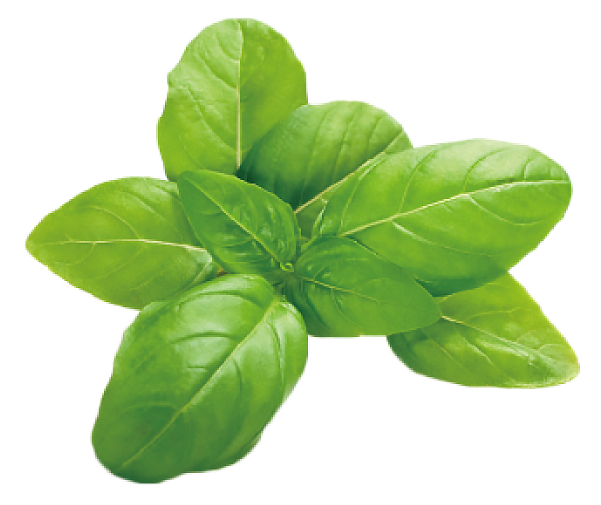 Basil